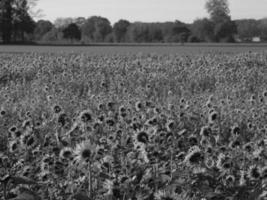 Sunflowers in westphalia photo