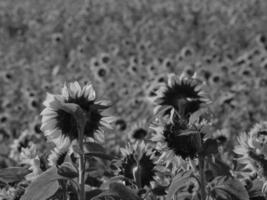 Sunflowers in westphalia photo