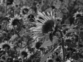 Sunflowers in westphalia photo