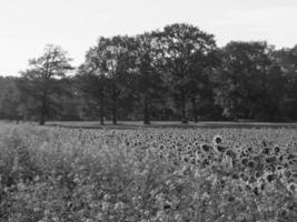 Sunflowers in westphalia photo