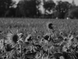 Sunflowers in westphalia photo