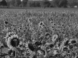 Sunflowers in westphalia photo