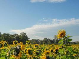 many sunflowers in the german muensterland photo