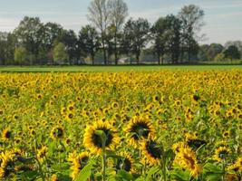 many sunflowers in the german muensterland photo