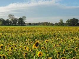 Sunflowers in westphalia photo