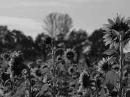 Sunflowers in westphalia photo