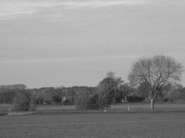 Sunflowers in westphalia photo