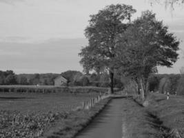 Sunflowers in westphalia photo