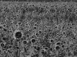 Sunflowers in westphalia photo