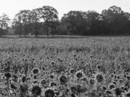 Sunflowers in westphalia photo