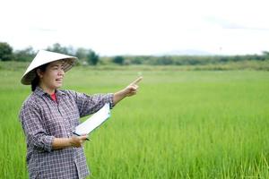Asian woman wears Vietnamese hat, plaid shirt, holds paper clipboard, checking growth and disease of plants at paddy field. Concept, Agricultural study and research. photo