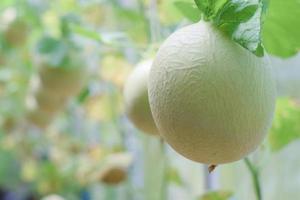 fresh melon organic fruit in green house garden photo