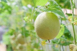 fruta orgánica de melón fresco en el jardín de la casa verde foto