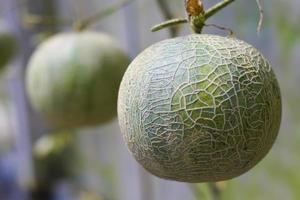 fresh melon organic fruit in green house garden photo