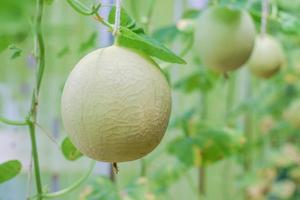 fresh melon organic fruit in green house garden photo