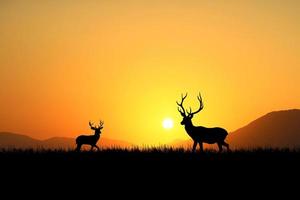 Silhouette deer in a beautiful meadow. wildlife conservation concept photo