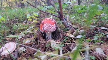 Beautiful fly agaric mushroom in an autumn forest among leaves, needles and twigs. photo