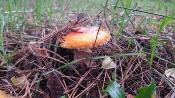 Beautiful fly agaric mushroom in an autumn forest among leaves, needles and twigs. photo