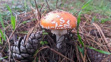 Beautiful fly agaric mushroom with a spruce cone in the autumn forest among leaves, needles and twigs. photo