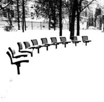 Trees Branches Covered in Snow Background photo