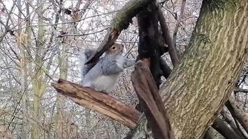 süßes Eichhörnchen, das auf einem Ast isst video