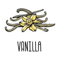 flor de vainilla y vainas. ilustración vectorial aislada de especias de vainilla sobre un fondo blanco con la inscripción vector