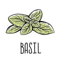 A green sprig of basil. Vector isolated illustration of grass on a white background with the inscription