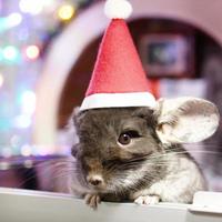 Cute brown chinchilla with Santa Claus red hat on a background of Christmas decorations and Christmas lights. Little fluffy Santa. Winter concept and New Year pet gifts. photo
