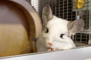 Cute chinchilla of white color is sitting in his house and looking into the camera, front view. photo