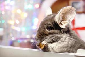 Cute brown chinchilla is eating dry apple on a background of Christmas decorations and Christmas lights. Winter season and New Year pet gifts. photo