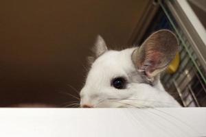 Portrait of cute chinchilla of white color in its house, side view. photo