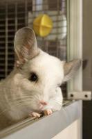 retrato de lindo color blanco chinchilla en su casa, vista lateral. foto