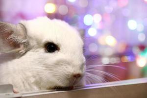 retrato de chinchilla blanca sobre un fondo de luces navideñas. temporada de invierno y regalos para mascotas de año nuevo. foto