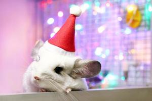 Cute white chinchilla with Santa Claus red hat on a background of Christmas decorations and Christmas lights. Little fluffy Santa. Winter concept and New Year pet gifts. photo