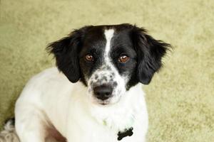 retrato de un hermoso perro de pelo largo blanco y negro sobre un fondo verde. foto