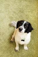 Portrait of adorable black and white long-haired dog on a green background. photo