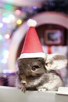 Cute brown chinchilla with Santa Claus red hat on a background of Christmas decorations and Christmas lights. Little fluffy Santa. Winter concept and New Year pet gifts. photo