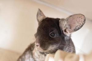 retrato de lindo color terciopelo marrón chinchilla, vista lateral. foto