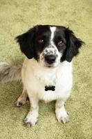 Portrait of adorable black and white long-haired dog on a green background. photo