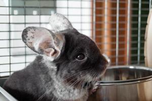 Cute chinchilla of brown velvet color is sitting in its house near to bowl with food, side view. Breakfast time. photo