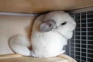 Cute chinchilla of white color is sitting in its house on a wooden shelf near to lattice. photo