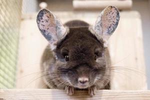 Cute chinchilla of brown velvet color is sitting on a wooden shelf near to its house and looking into the camera, front view. photo