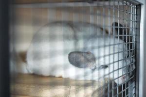 linda chinchilla de color blanco está durmiendo en su casa en un estante de madera cerca de la celosía. foto