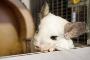 Cute chinchilla of white color is sitting in his house and looking into the camera, side view. photo