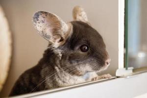 Cute chinchilla of brown velvet color is sitting in his house and looking away, side view. photo