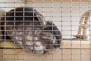 Cute chinchilla of brown velvet color is sleeping in its house on a wooden shelf near to lattice. photo