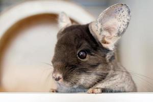 Cute chinchilla of brown velvet color is sitting in his house and looking away, side view. photo