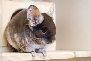 Cute chinchilla of brown velvet color is sitting on a wooden shelf near to its house and looking away, side view. photo