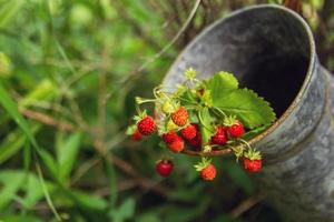 Berries of wild strawberry on branches in an old tin jar. Russia, Siberia. photo