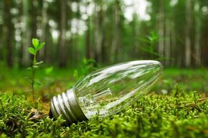 Siberia, Russia. A light bulb in a forest on the grass. photo